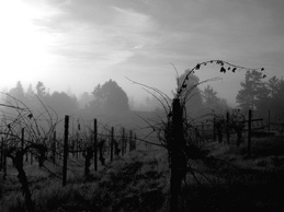 Kathryn Kennedy Winery