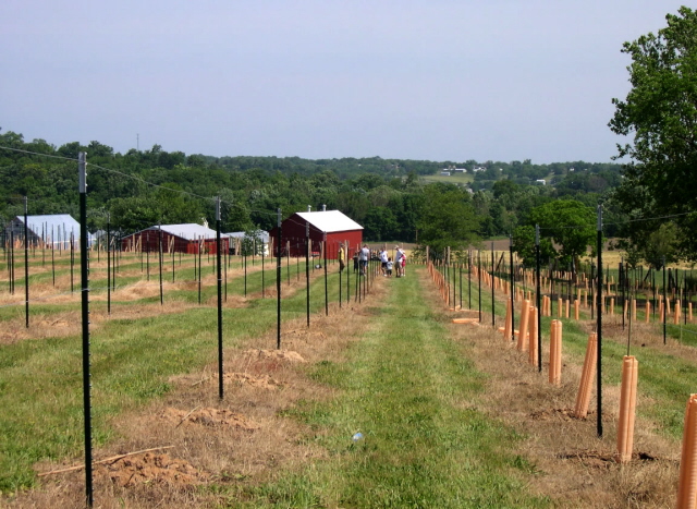 Westphalia Vineyards