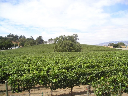 Kastania Vineyards