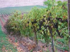 Badger Mountain Vineyard