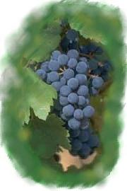 Eveningside Vineyards
