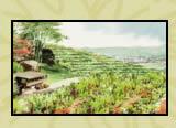 Fellom Ranch Vineyards