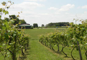 Madison Vineyards