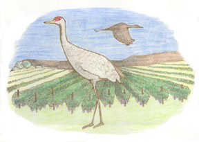 Sandhill Crane Vineyards