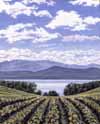 Shelburne Vineyard