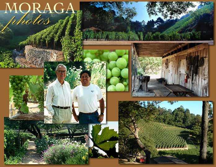 Moraga Vineyards
