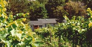 Windgate Vineyard