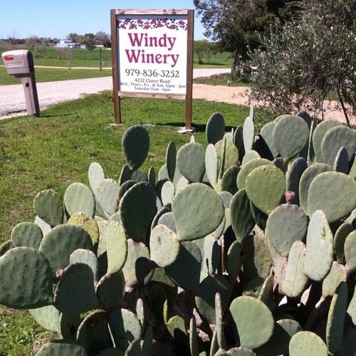 Windy Winery