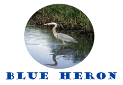 Blue Heron