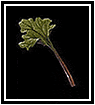 Rhubarb
